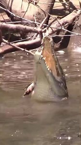 It’s one of the most iconic images in cinema Leo the lion, triumphantly roaring just before the opening credits roll. On the Days of the Daintree we do things a little differently here we don’t have Leo 🦁but we do have the A-listers 🐊 and I tell ya they give Leo a run for his money . This is the pleasant voice of 🐊 Charlotte whispering some sweet nothings into the kings ear , as ya do . Volume ⬆️. Incidentally I have 68 recordings of Salties roaring a sound many people even experts have never