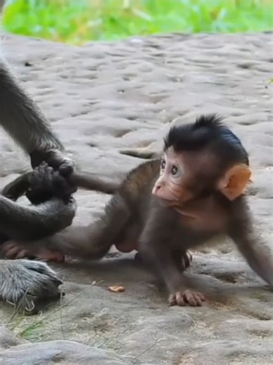 Baby Monkey's Heartfelt Plea for Help