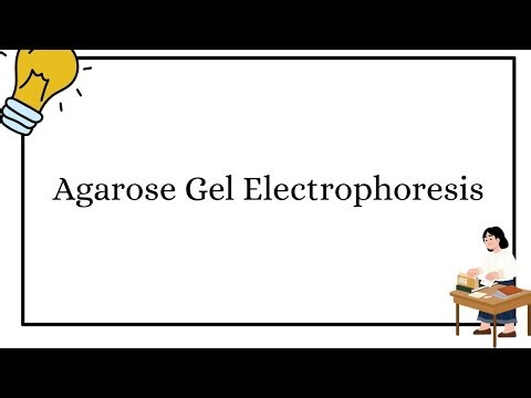 Agarose Gel Electrophoresis Step-by-Step | Easy DNA Separation Tutorial for Beginners