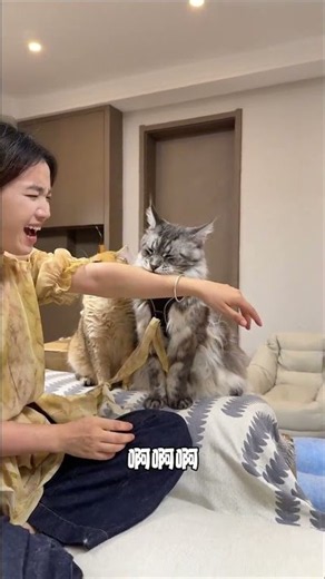 The cat asked her to lie. Who asked me to be her meow Maine Coon cat? The scrapper and his owner