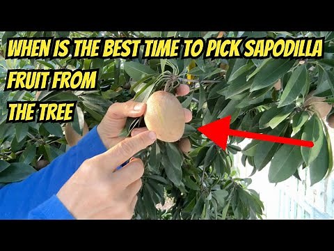 Sapodilla Trees: Varieties, How to Tell When They're Ripe, and Where to Get Them