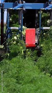 Carrot Harvester in Action. The Root of the Carrot is Pulled Out from the Ground On The Go. Carrot Harvesting. Modern Agriculture Harvest Technology. Technology and Productivity Growth in Agriculture.