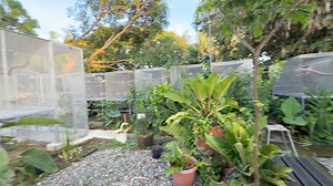 saturday morning walk about at the aviary | Myko's Aviary