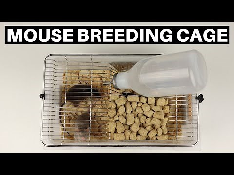 Reptile Basics Mouse Breeding Cage Review! - Benjamin's Exotics