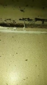 Active termites found behind the skirting board during a routine termite inspection. We use both thermal imaging and Termatrac technology which helps enable us to pick up termite movement within wall cavities to give you extra peace of mind when choosing us for your termite inspections. Ph. 0490 110 368 to book yours today. www.alldonepestcontrol.com.au | Alldone Pest Control