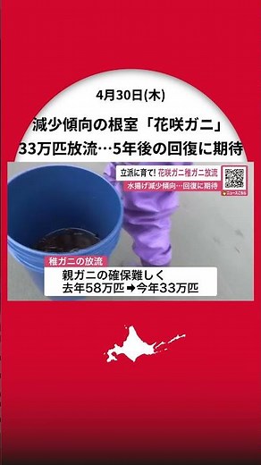 Protecting Nemuro's specialty "Hanasaki crab," whose population continues to decline! 330,000 juv...