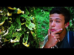 Tout savoir sur les lichens, les bases de la lichenologie ( LICHEN PULMONAIRE )🍄🍃