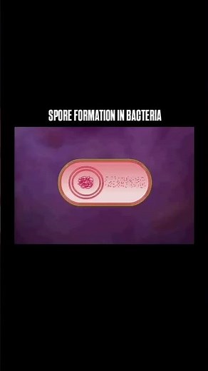 spore formation in bacteria