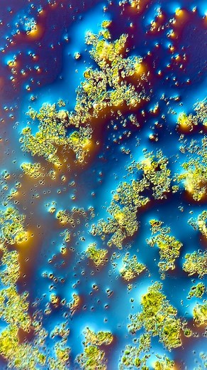 Chloé Savard on Instagram: "Now I like tea even more 🥹 Matcha green tea, also called Camellia sinensis, originated from Japan but is now consumed across the globe. In term of frequency, the consomption of tea comes second after water in the whole world! Matcha tea comes in form of a powder, which is basically the grinded leaves. You might wonder why this powder is so shiny under the microscope. This is because the leaves strongly react to polarized light, just as fruits, veggies and plants in