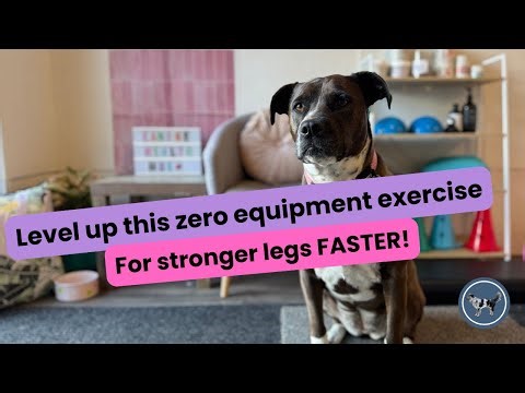Advanced Sit to Stand for Senior Dogs | How to Strengthen Weak Back Legs & Improve Mobility
