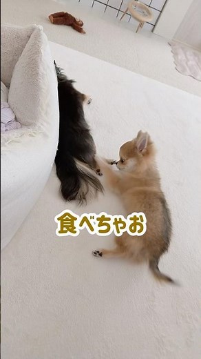おねえちゃんの足であそぶ子犬とろちゃん☺️ #ほのぼの #チワワ #癒し