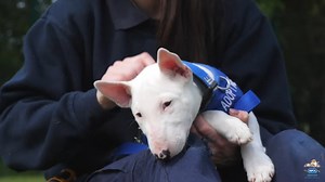 3.9K views · 279 reactions |  Training a deaf dog takes patience...