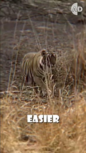 Tigers Mimic Cow Sounds to Hunt: The Shocking Truth