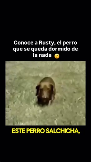 La Ciencia Afirma on Instagram: "Rusty, el perro narcoléptico, se hizo famoso gracias a un cortometraje educativo de 1991 utilizado en clases de psicología y trastornos del sueño. Era un dachshund que padecía narcolepsia, una condición que provoca episodios repentinos e incontrolables de sueño. Rusty podía estar corriendo y jugando con energía y, de pronto, caer en un sueño profundo. 🐶 En algunos momentos parecía que sus pequeñas patas simplemente se congelaban, pero en realidad se trataba de c