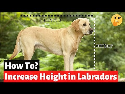How to Increase your Labrador's Height? | Labrador Height Chart |