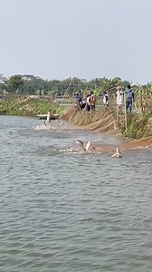 Biggest fishing #big big fish # | Daily Fishing Life