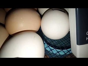 how to change eggs || how to fix sincere || care on hatching