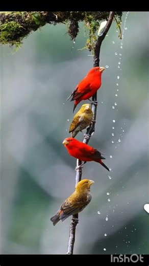 singing n bathing known for its high-pitched vocalization #shortsfeed #birdslover #gardening