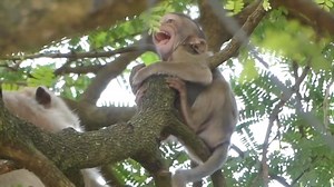 Trillion Tears From Billion Laugh of Million Miserable Monkeys Part 7 #MonkeyCollection | Monkey Collection