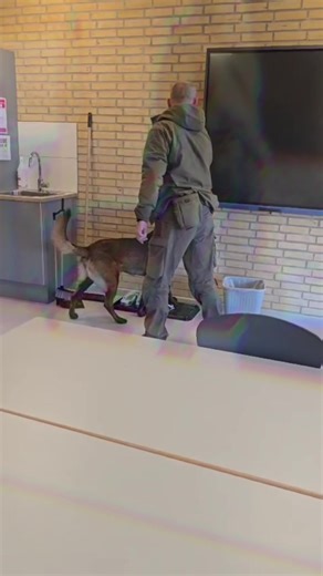 Explosives Detection Dogs by K9 Security Group