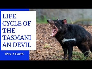 LIFE CYCLE OF THE TASMANIAN DEVIL I This is Earth