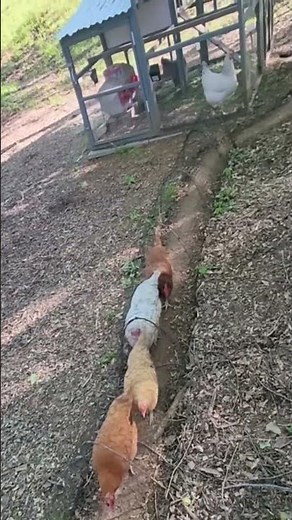 🐔 The Secret Highways of Poultry Farms 🚜🌾