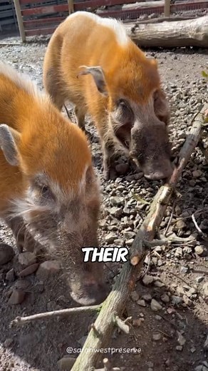 🐗🔥 Red River Hog: Africa’s Most Colorful Wild Pig! 🌍✨ | All About Animals @topfans The Red River Hog is Africa’s most colorful wild pig, easily recognized by its fiery red coat, striking facial mask, and tufted ears. Found in the rainforests and savannas of West and Central Africa, these omnivores dig for roots, fruits, insects, and small animals—helping maintain healthy forests by turning soil and spreading seeds. Social by nature, they live in family groups called sounders, led by a dominan