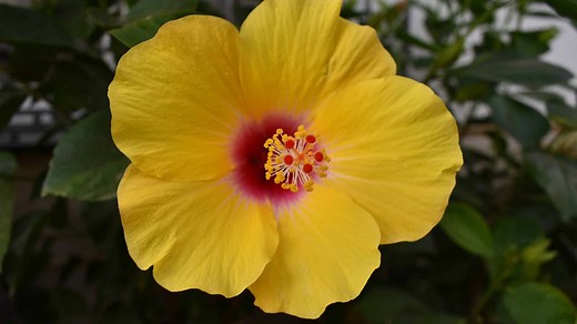 Discover the Yellow Hibiscus: The Official State Flower of Hawaii