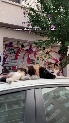 Submit Photos of Your Cat to Our Cat Database