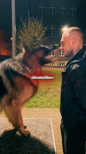 The biggest dog breeds in the world
