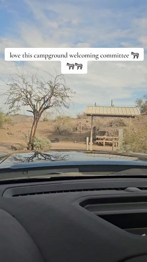 1.2K views · 118 reactions | #arizona #camping #donkey lol | asoulcalledjoel | Facebook