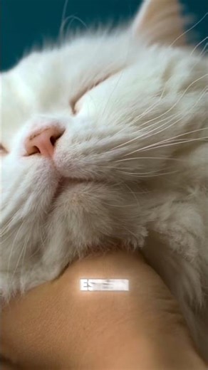 Why does having a WHITE cat bring good luck?