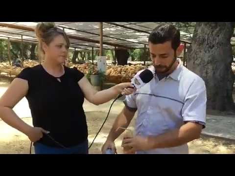 Watch as Danny Shows You How to Cut Open Your Gourds!