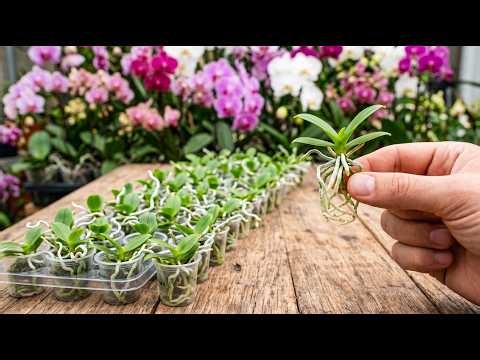 You just need to master this secret - you can propagate any orchid species.