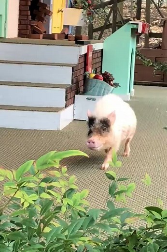 This might be the best thing I've ever seen... 🙌🙌 | LADbible