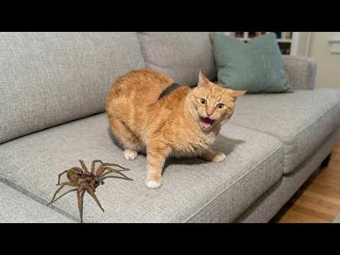 Crazy Cats vs Wild Animals 😹 | Funniest Chaos Moments of 2026