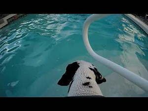 Dalmatian Puppy Diving into a Pool in Slow Motion