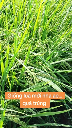 #uocduoclenxuhuong #uocluacogia giống lúa mới quá trúng 😂😂😂