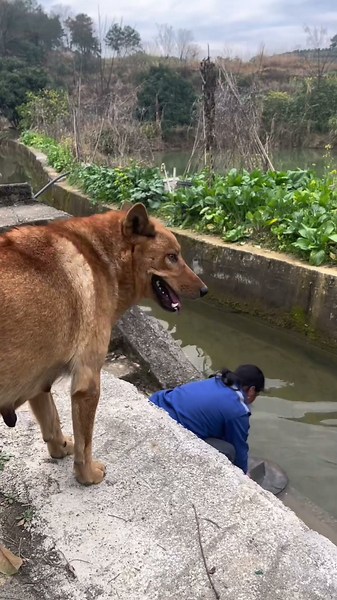 The dog mother took meat for her child when owner washed board.#cute #adoreble #funny #pets
