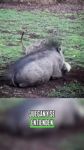 Timon and Pumbaa in real life #animals #animalshorts
