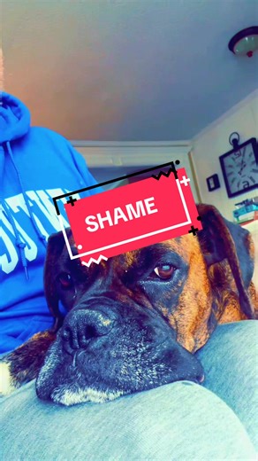 Understanding Public Shaming in Pet Culture