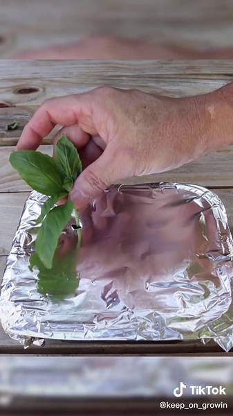 Growing Basil Hydroponically: Easy DIY Gardening Project