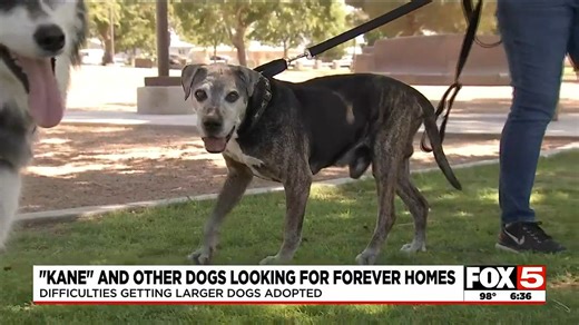 7.9K views · 134 reactions | A Las Vegas dog rescue is making an effort to get older dog adopted and into warm-loving homes. Joe Vigil - KVVU shares how families can add a four legged friend. Read More: https://bit.ly/3PCl3Xz | FOX5 Las Vegas | Facebook