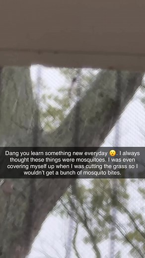 Midges vs Mosquitoes • Biting behavior: Midges do not bite. Mosquitoes bite and feed on blood. • Reason for biting: Midges feed on nectar. Female mosquitoes draw blood to produce eggs. • Body shape: Midges have a smaller narrow body. Mosquitoes have a defined head, long legs, and a visible proboscis for biting. • Flight pattern: Midges swarm in groups near light and water. Mosquitoes target movement and follow body heat and carbon dioxide. • Risk level: Midges are harmless and only a visual nuis