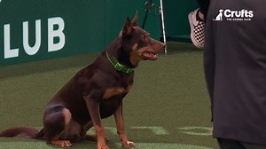 Video of The fast-paced dog competition of agility | Britannica