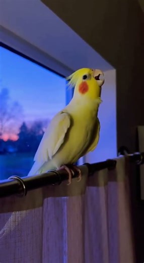 Cockatiel's Morning Scream Ritual