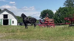 85K views · 7.6K reactions | Fearlessly be yourself. Pictured driving is Ex, our four year old daughter of Bentley and out of Windermere’s Elegance. She is in foal to Walkerbrae Sniper for 2023. The horse getting some exercise on the golf cart is two year old, 19.1 hand stallion, Snowdame Mr. Bishop who is also sired by Bentley and out of Snowdame Sophia. Have a wonderful Monday | Windermere Farms | Facebook