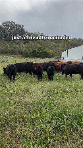 What do you call a cow with two legs? LEAN BEEF If you have purchased ground beef from a grocery store, you have eaten an older cow. We sold an open 7 year old cow to someone for beef — and while they couldn’t have a few cuts due to its age, the beef was fantastic Not every heifer should be bred and instead should be eaten Not every cow should stay in your herd and should be culled This goes for both beef & dairy cattle Feed your family, feed your community instead BREED THE BEST EAT THE REST — 