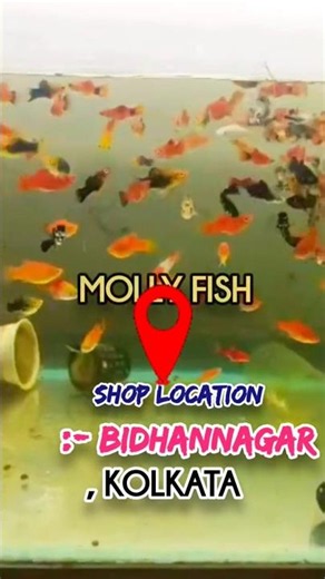 Aquarium Fish price Shop Kolkata| Molly , Guppy, goldfish shop | Discus fish. | Kolkata fish farm
