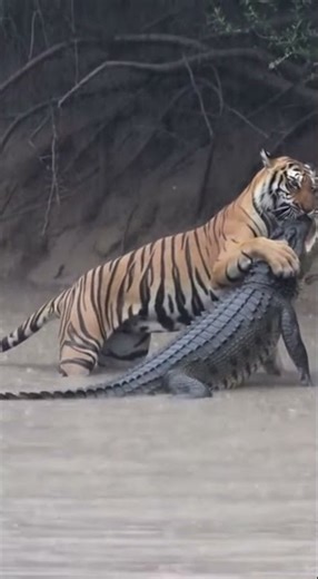 Tiger bites croc snout in water